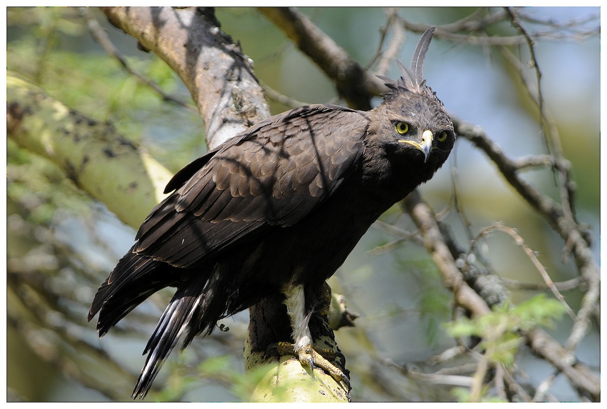 Long-crested Eagle - ML204669091