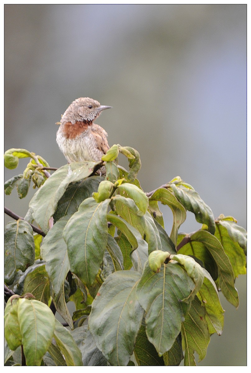 Rufous-necked Wryneck - ML204669101