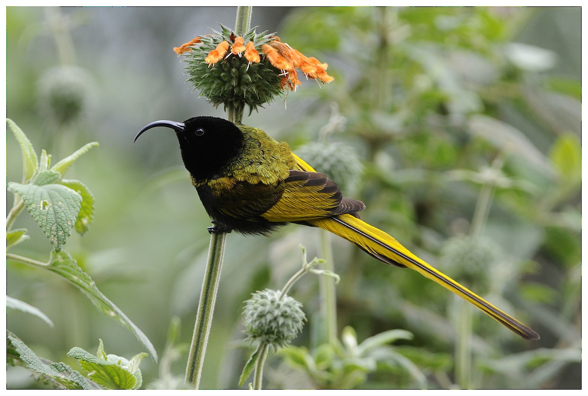 Golden-winged Sunbird - Hupperetz Jean