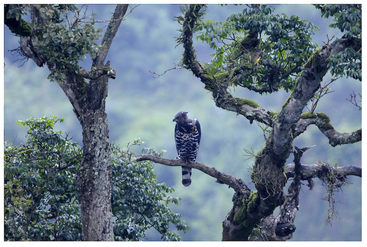 Crowned Eagle - ML204669121