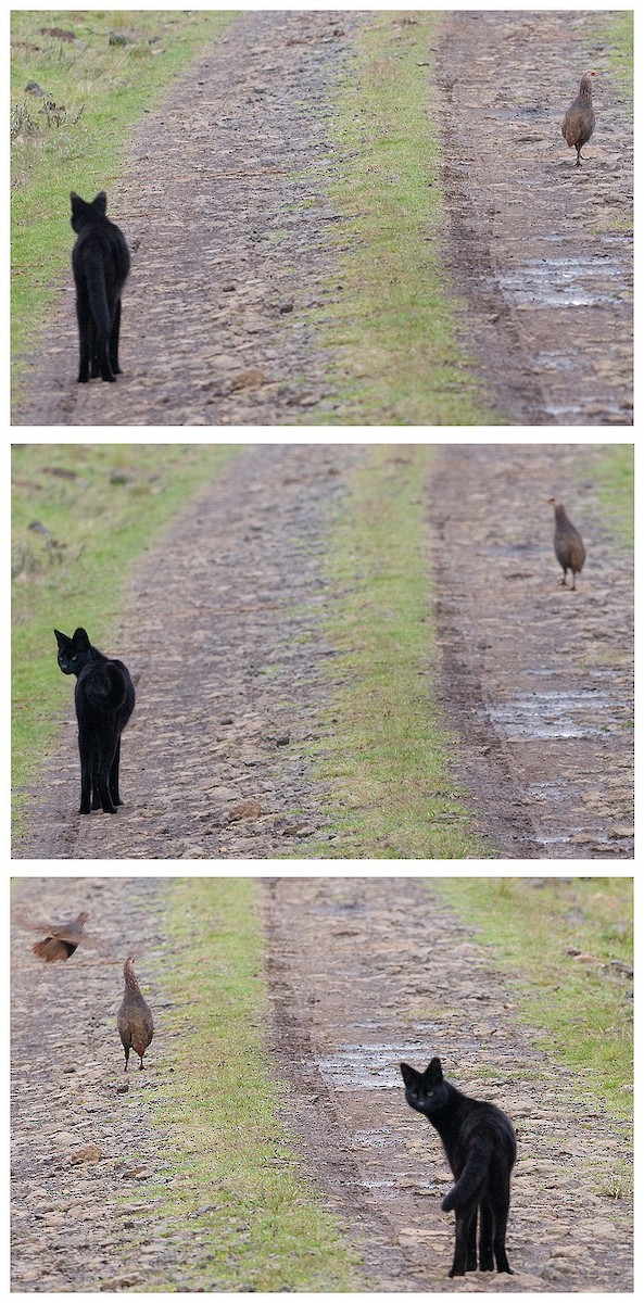 Jackson's Spurfowl - Hupperetz Jean