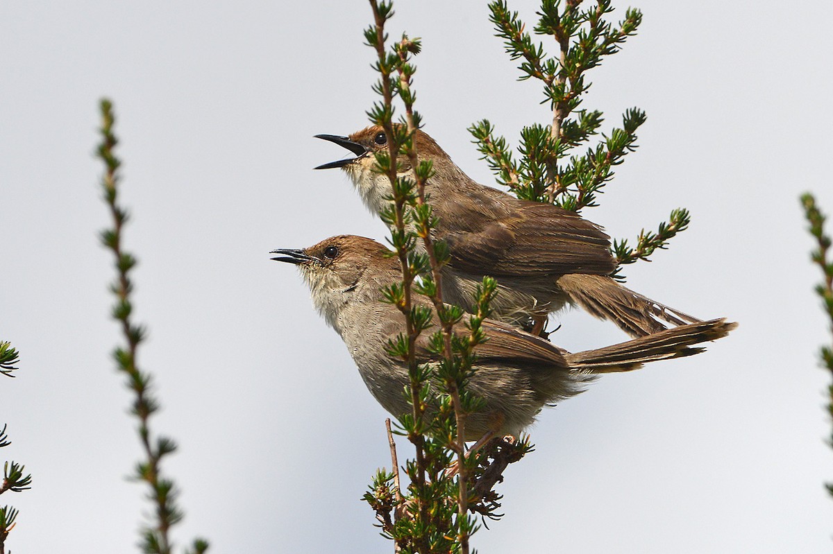 Hunter's Cisticola - ML204669151