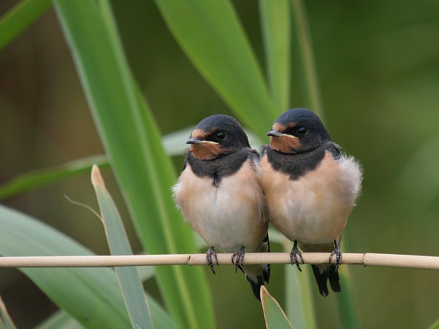 Barn Swallow - Rob Belterman