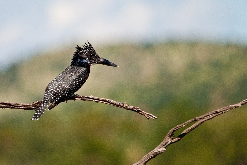 Giant Kingfisher - ML204669431