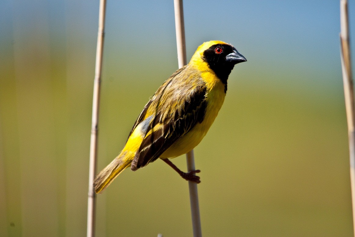 Southern Masked-Weaver - ML204669491