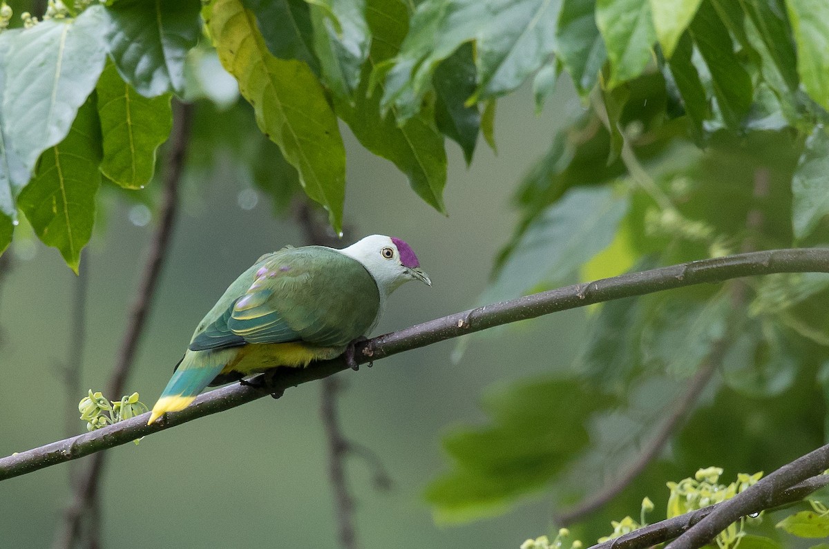 Crimson-crowned Fruit-Dove (Samoan) - Keith Barnes