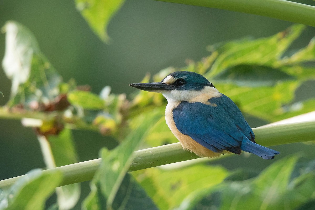 ledňáček samojský - ML204669621