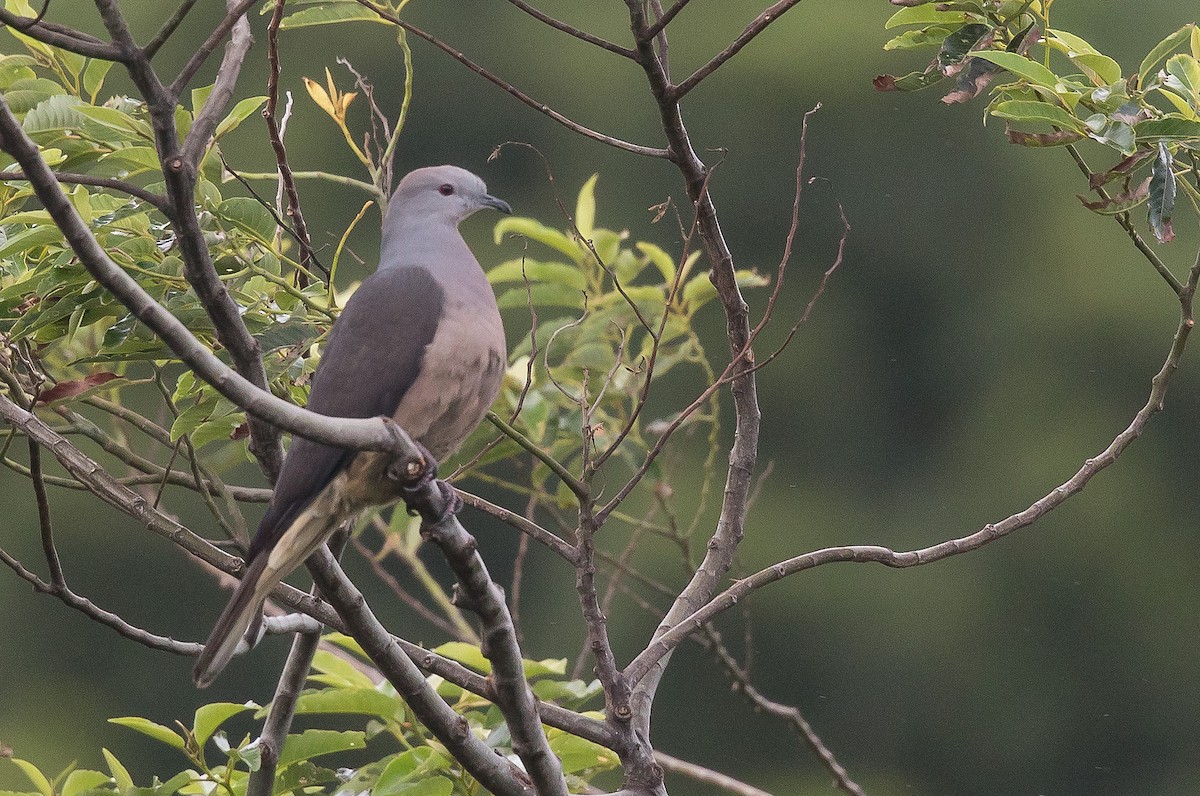 holub fidžijský - ML204669631