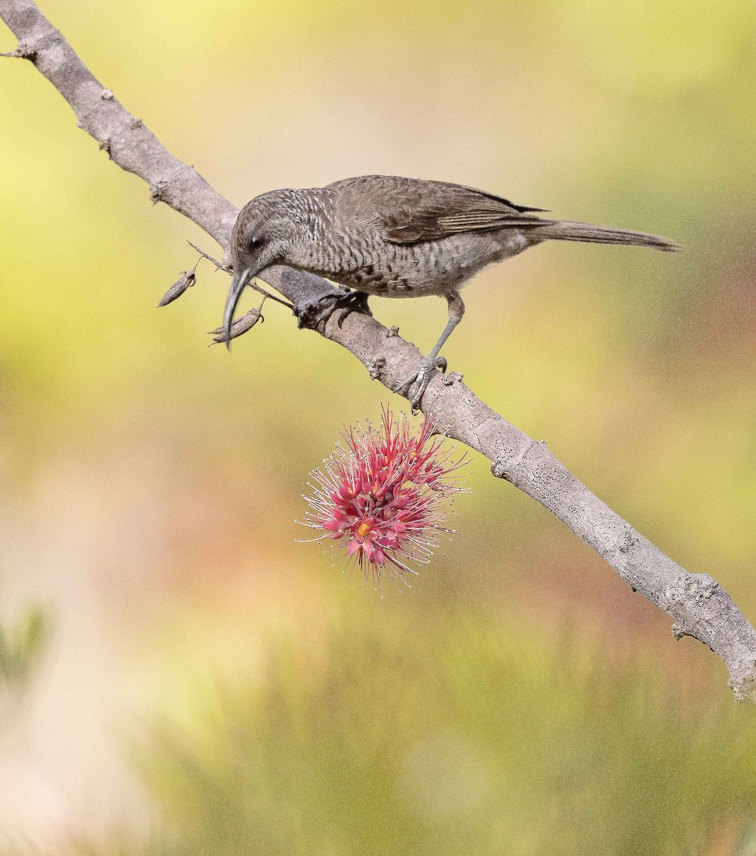 medosavka šupinkatá - ML204669641