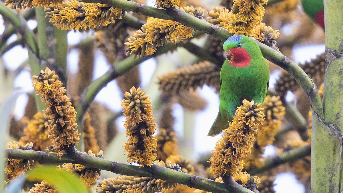 charmozin polynéský - ML204669661