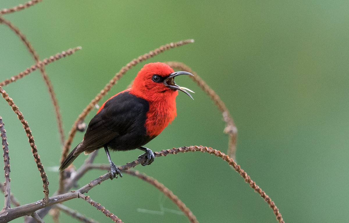 medosavka samojská - ML204669671