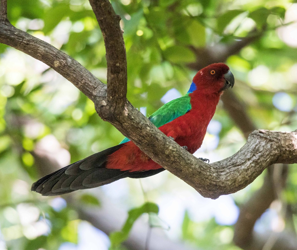 Crimson Shining-Parrot - Keith Barnes