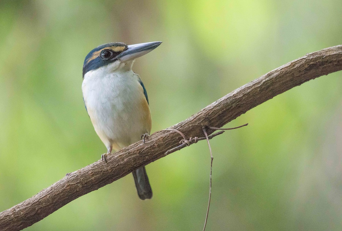 Pacific Kingfisher (Fiji) - ML204669691