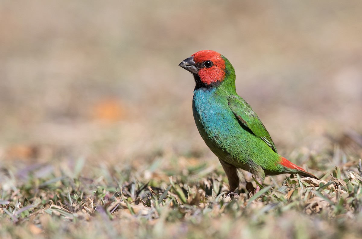 Fiji Parrotfinch - ML204669701