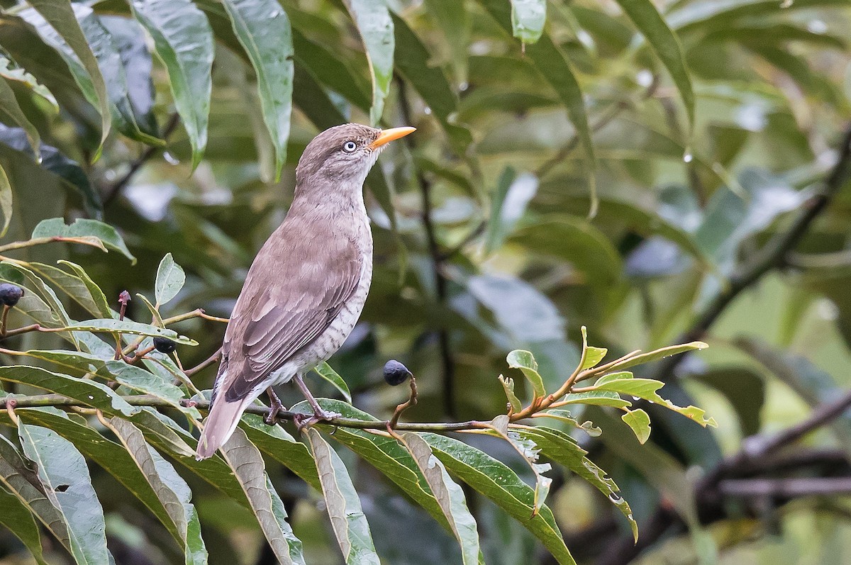 Samoan Triller - ML204669711