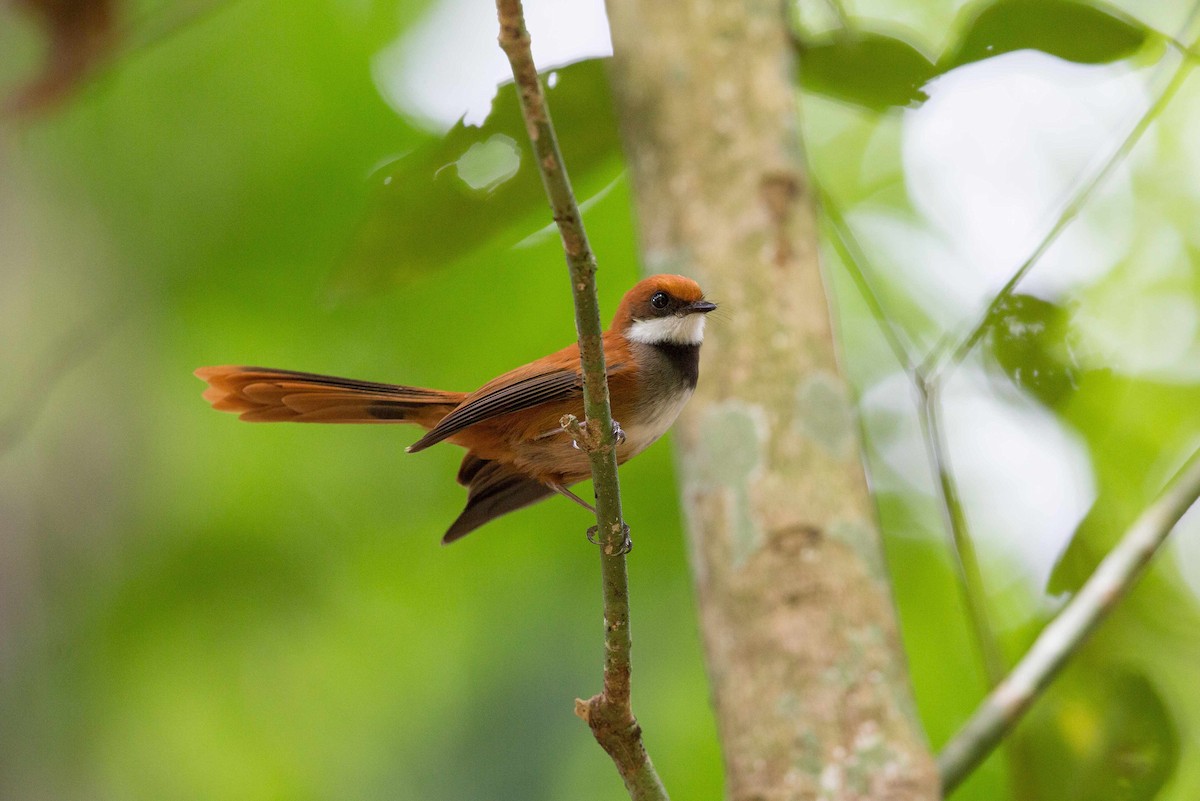 Palau Fantail - ML204669731