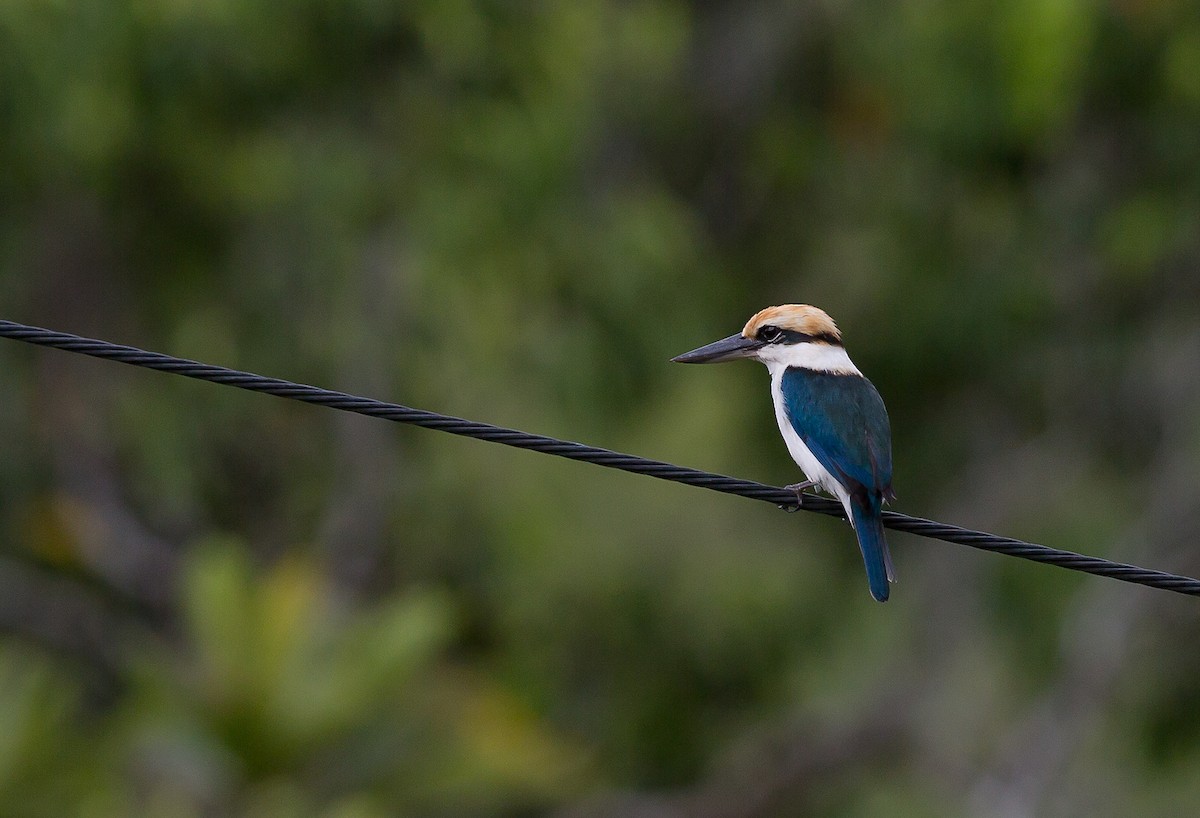 Palau Kingfisher - Keith Barnes