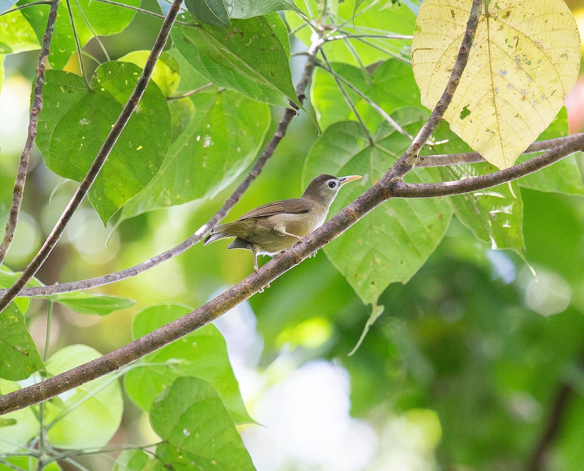 Sanford's White-eye - ML204669881