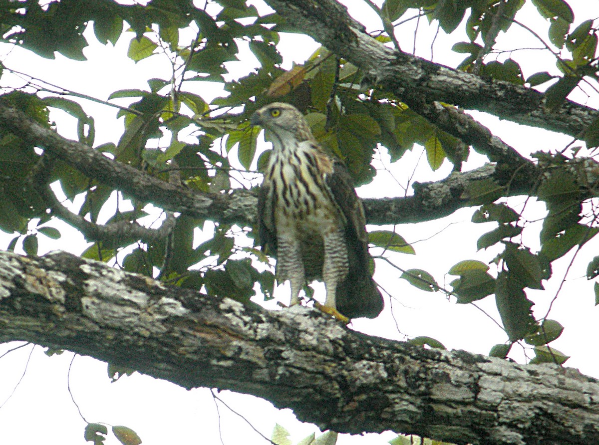 Pinsker's Hawk-Eagle - Steve Young