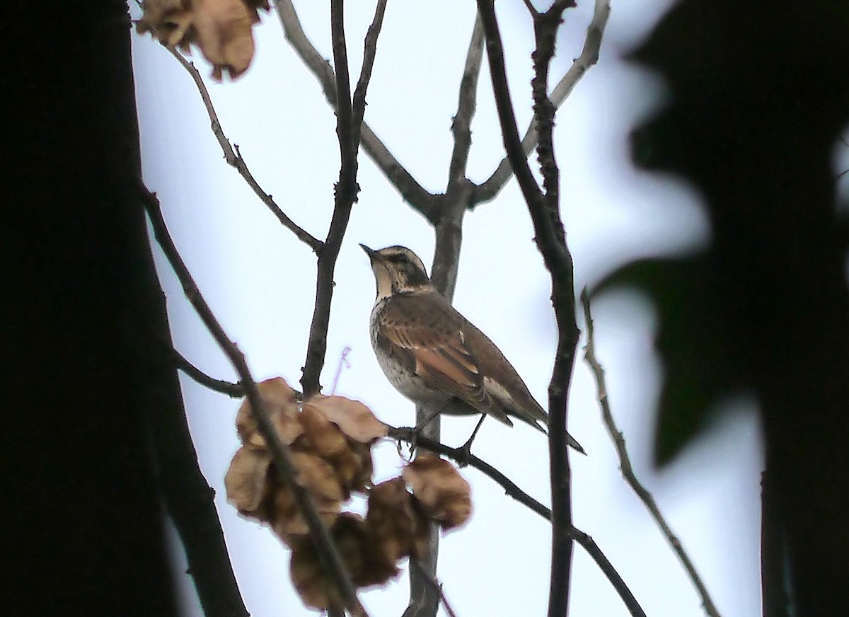 Dusky Thrush - Steve Young