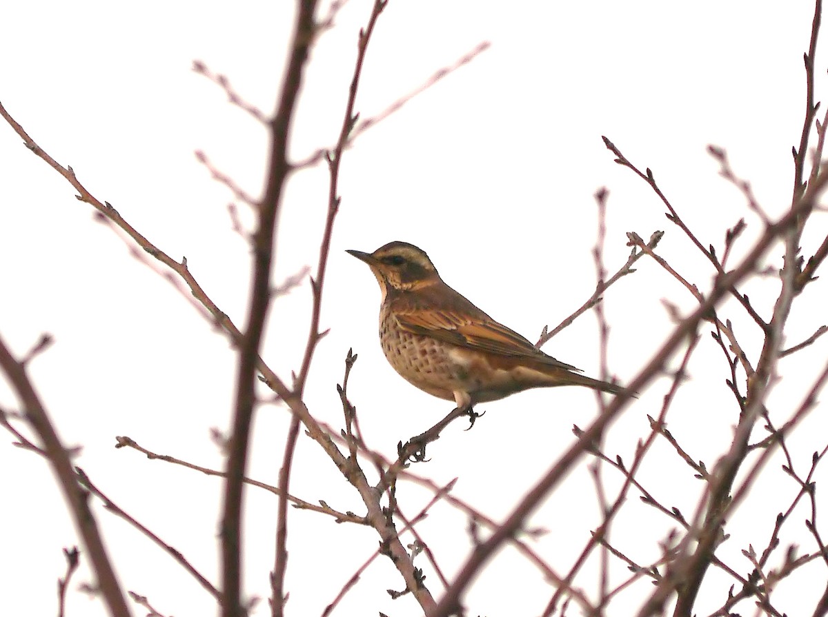 Dusky Thrush - Steve Young