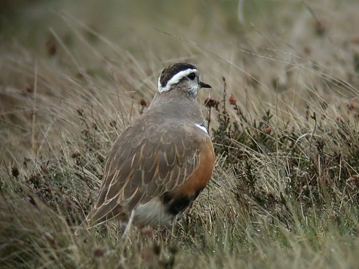 Eurasian Dotterel - Steve Young