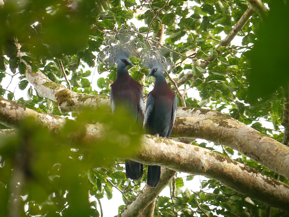 Victoria Crowned-Pigeon - Steve Young