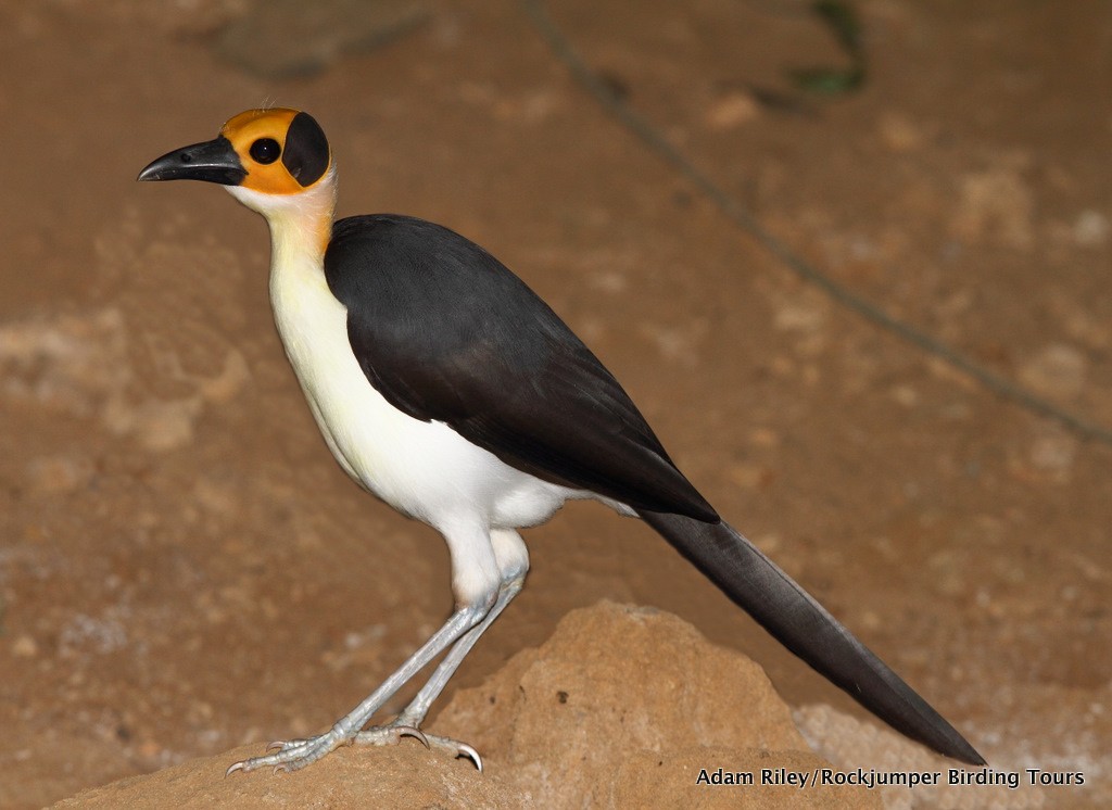 White-necked Rockfowl - ML204670391