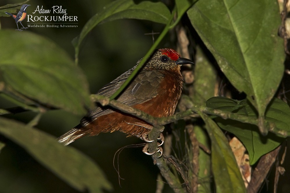 Red-fronted Antpecker - ML204670411