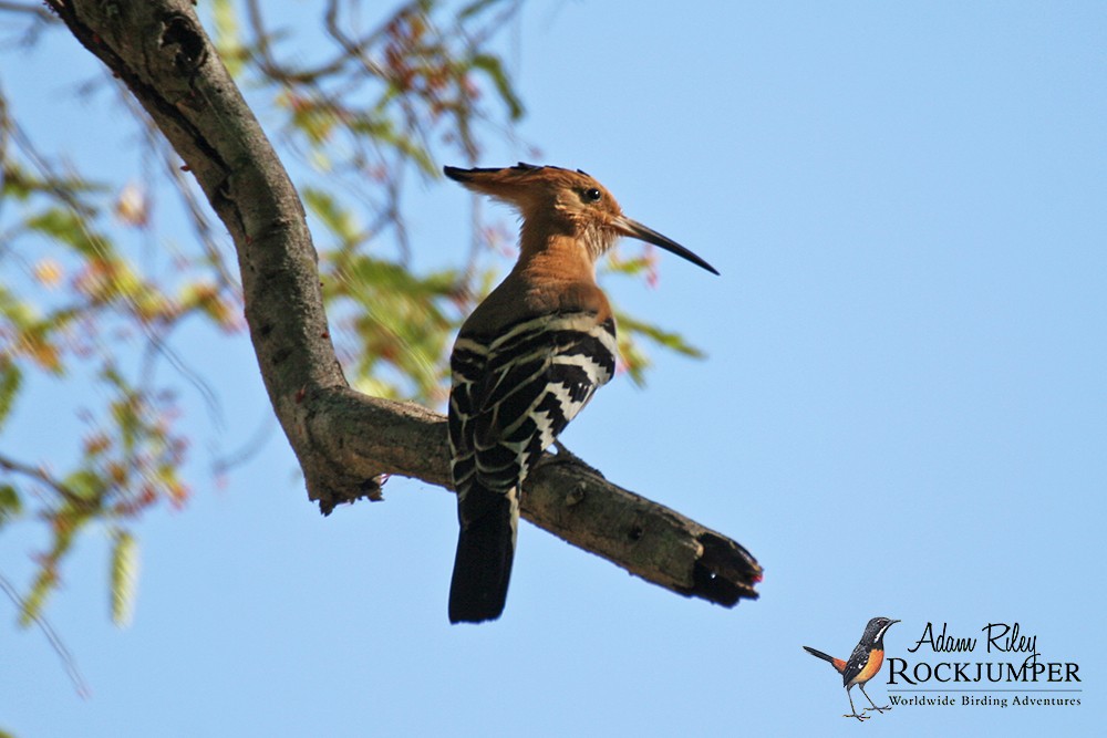 Madagascar Hoopoe - Adam Riley