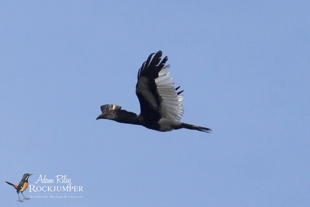 Black-and-white-casqued Hornbill - ML204670521