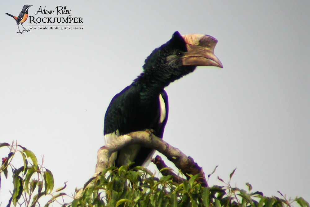 Black-and-white-casqued Hornbill - ML204670531