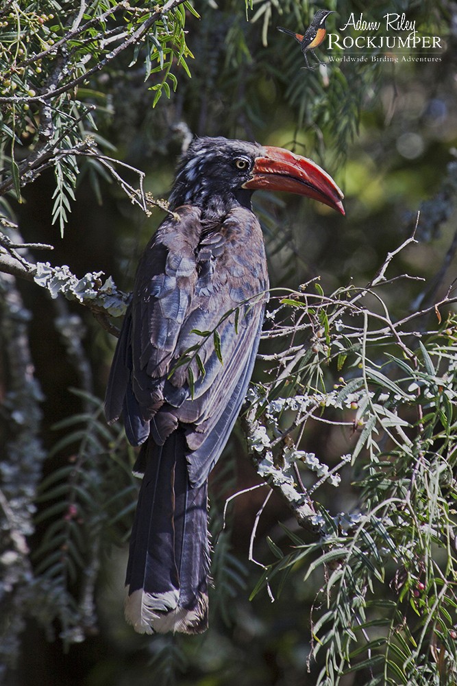 Crowned Hornbill - ML204670571