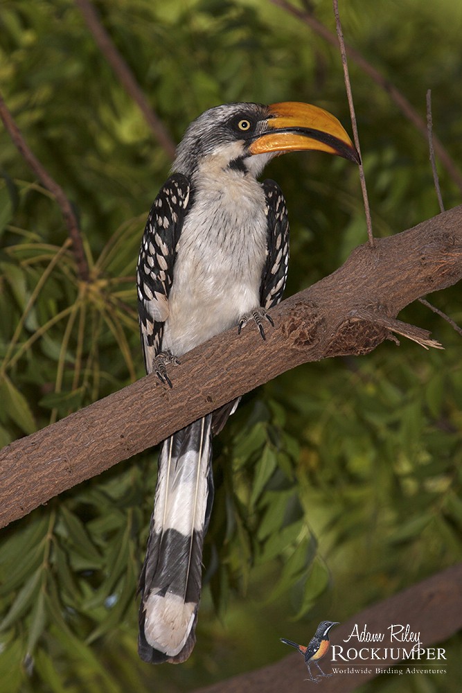 Eastern Yellow-billed Hornbill - ML204670581