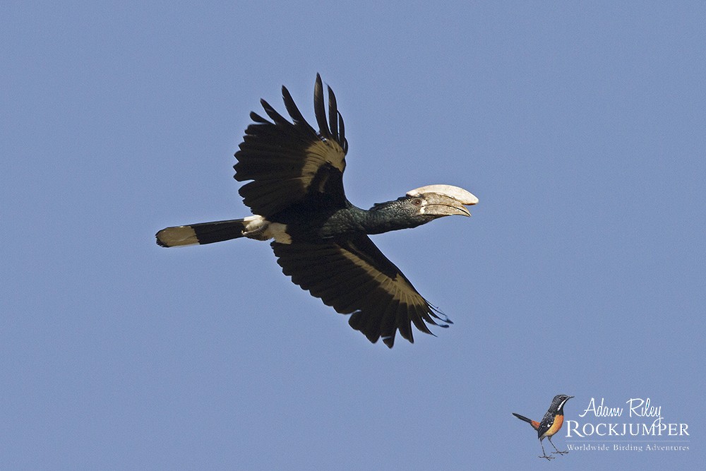 Silvery-cheeked Hornbill - ML204670651