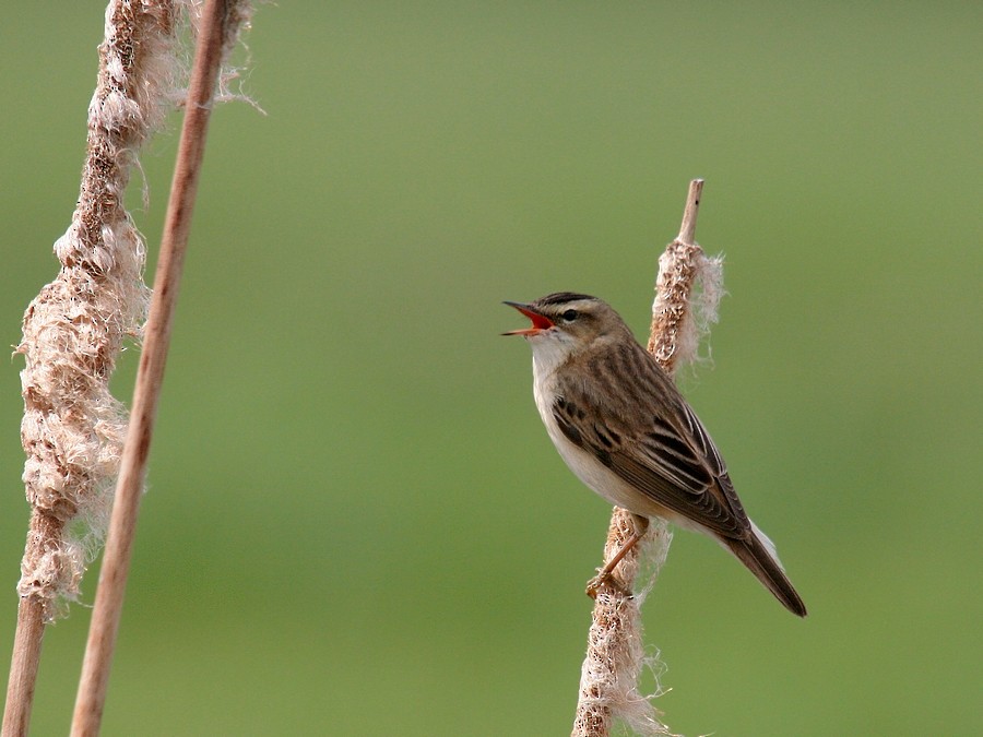 スゲヨシキリ - ML204670891