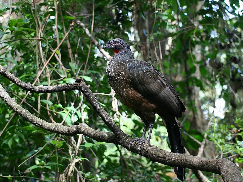 Dusky-legged Guan - Rob Belterman