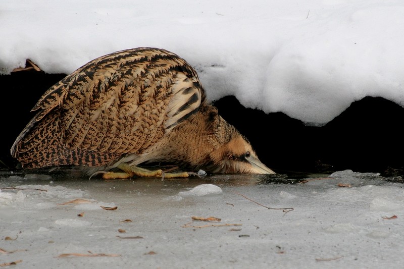 サンカノゴイ - ML204671111