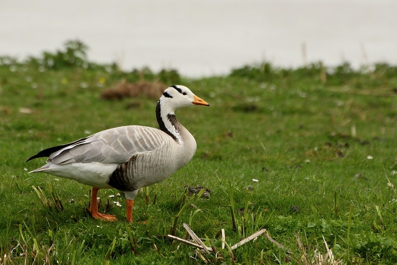 インドガン - ML204671251