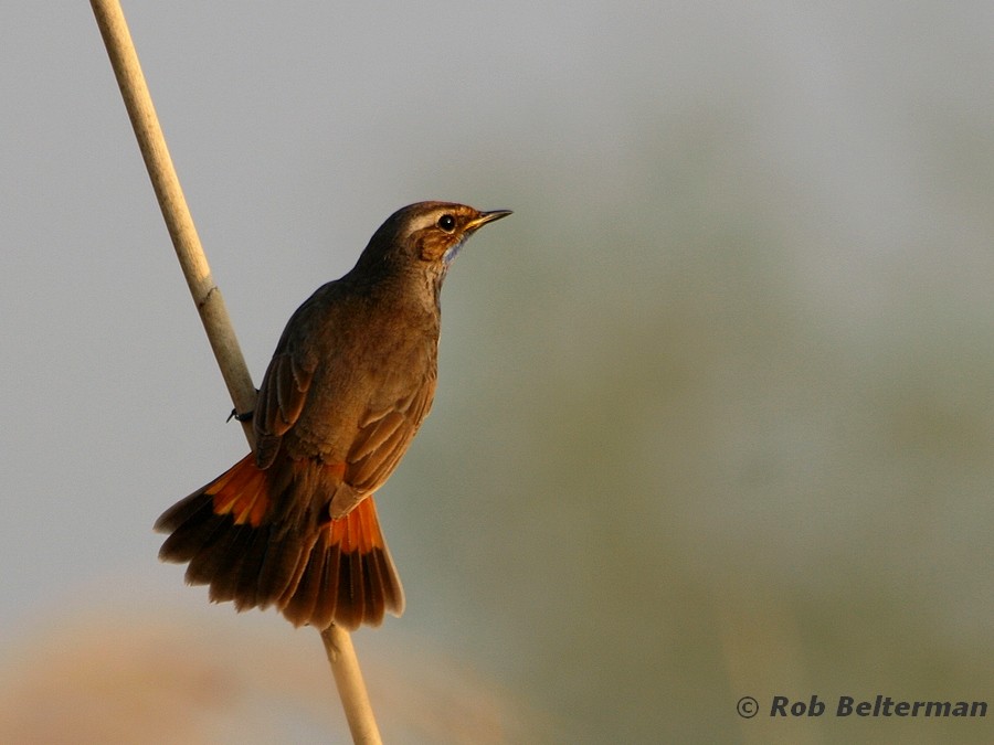 Bluethroat - Rob Belterman