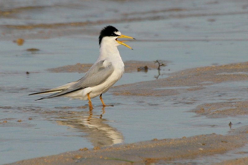 Little Tern - Rob Belterman