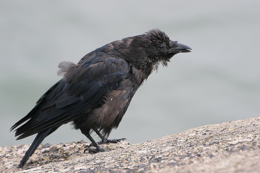 Carrion/Hooded Crow - ML204671401