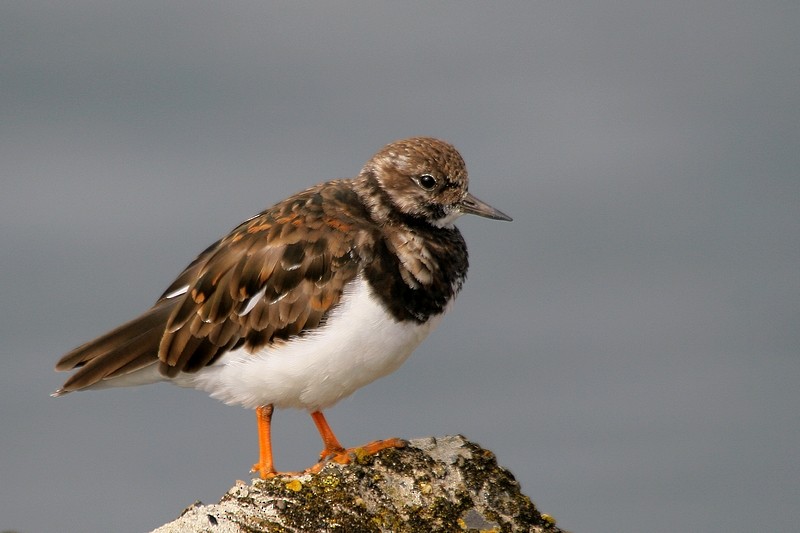 Ruddy Turnstone - Rob Belterman