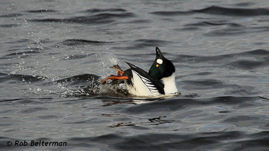 Common Goldeneye - Rob Belterman