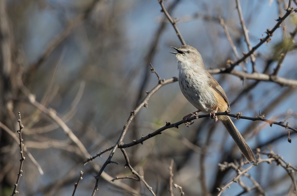 Namaqua Warbler - ML204671541