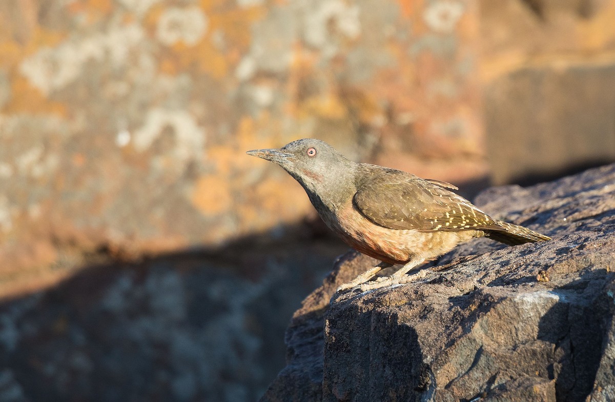 Ground Woodpecker - ML204671551