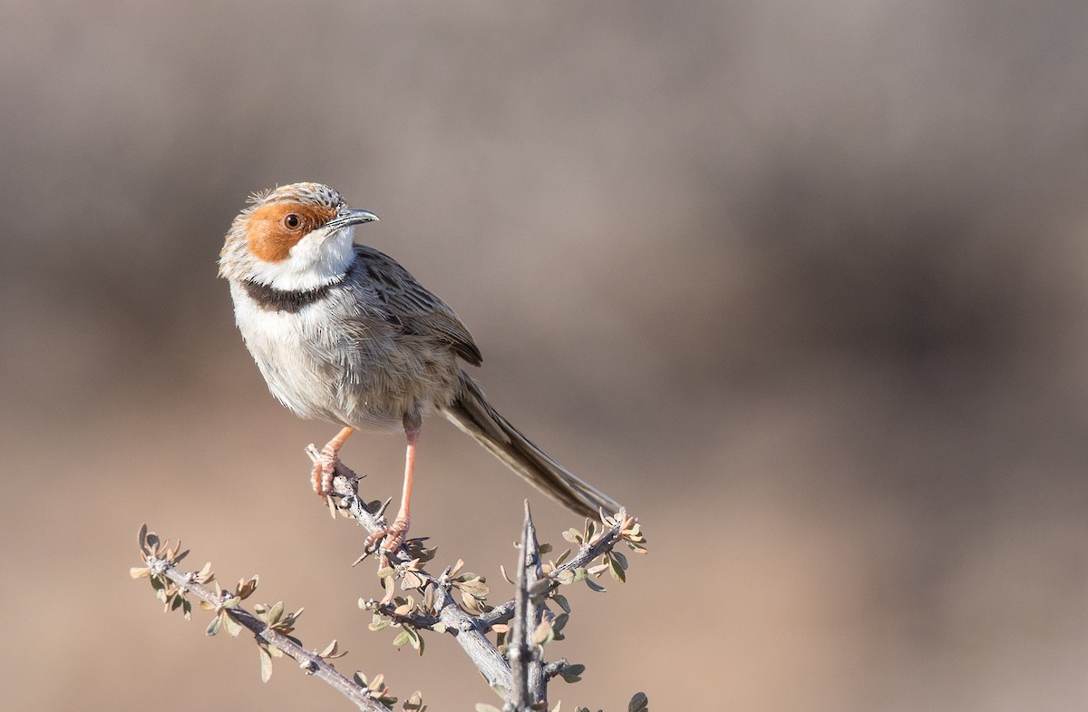 Rufous-eared Warbler - ML204671561
