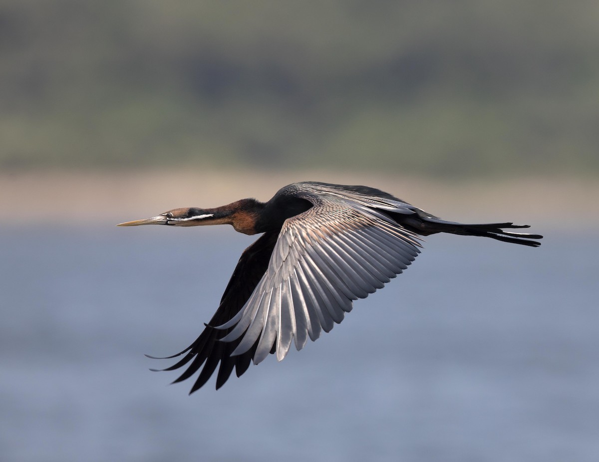 anhinga africká - ML204671571
