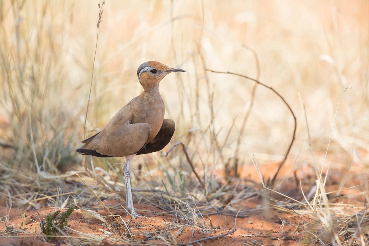 běhulík ryšavý - ML204671591