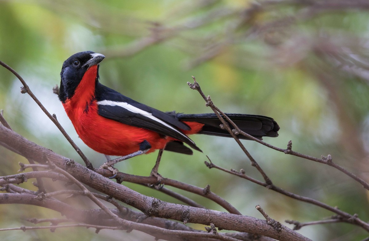 Crimson-breasted Gonolek - ML204671611